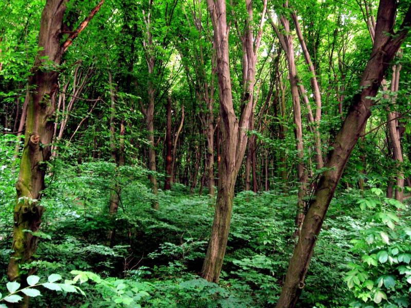 Новосілки з panoramio.com - Новоселки