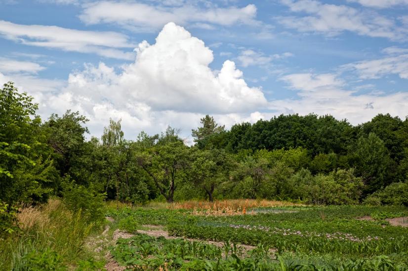 Пекарі з panoramio.com - Пекарі