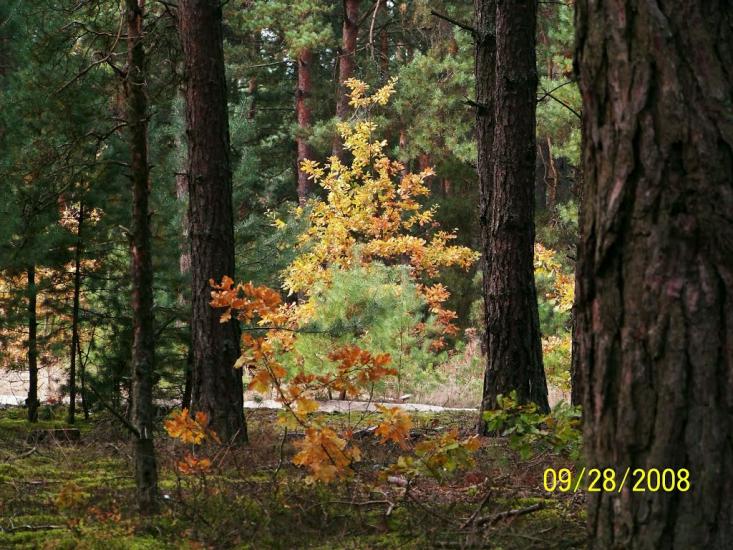 Пулемець з panoramio.com - Pulemets