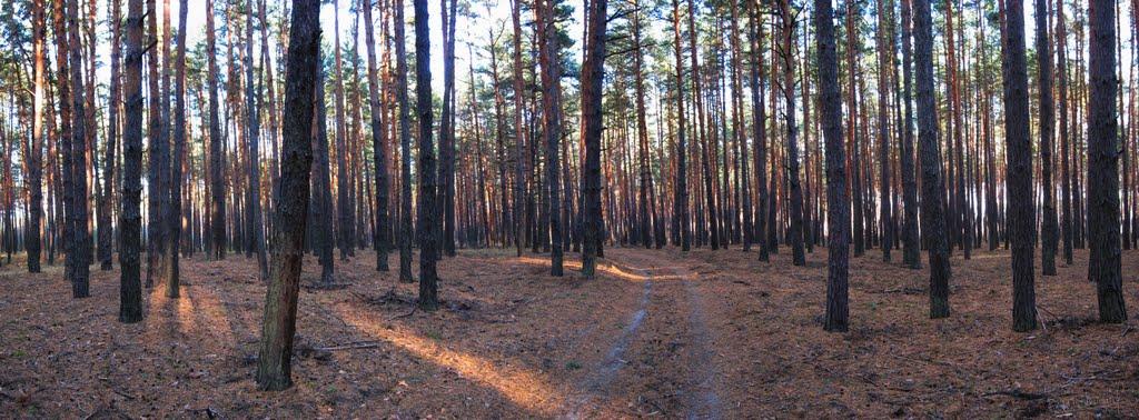Лабурівка з panoramio.com - Лабуревка