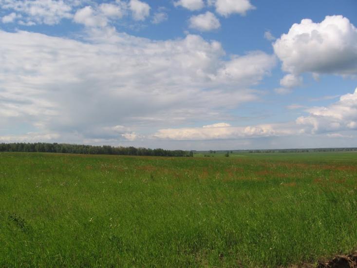 Товстоліс з panoramio.com - Толстолес