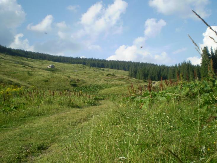 Явірник з panoramio.com - Яворник