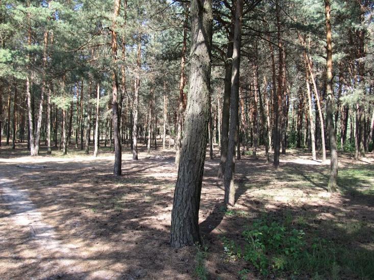 Щитинська Воля з panoramio.com - Щитинська Воля