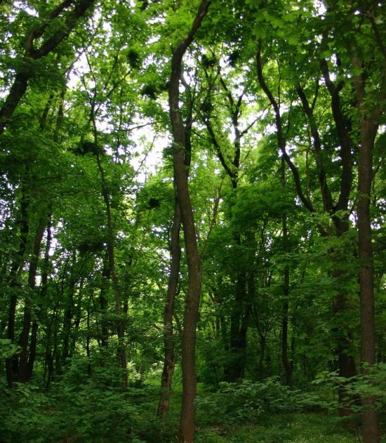 М'якеньківка з panoramio.com - М'якеньківка