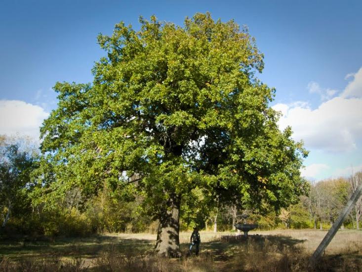 Данилівка з panoramio.com - Даниловка