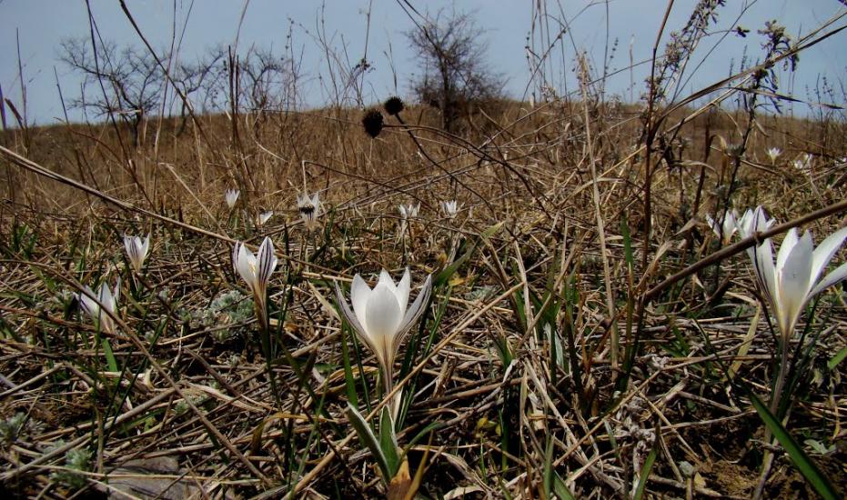 Високогірне з panoramio.com - Високогірне