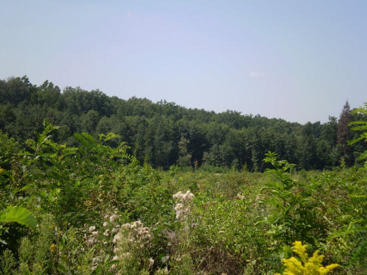 Селище з panoramio.com - Селище