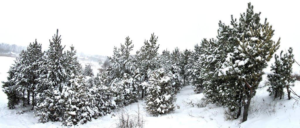 Зарванці з panoramio.com - Зарванцы