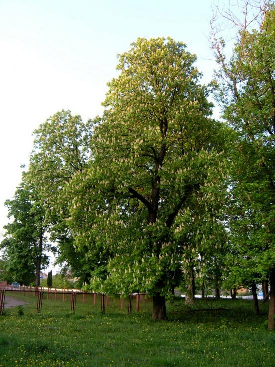 Кашперівка з panoramio.com - Кашперівка