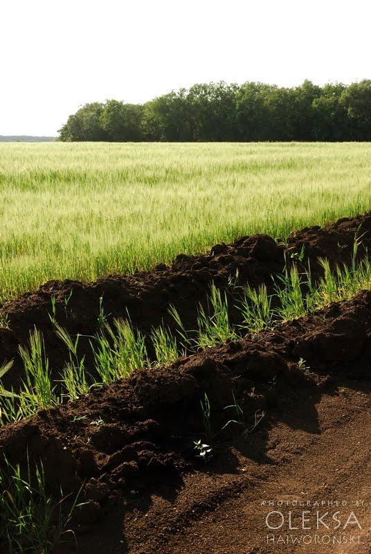 Вікторівка з panoramio.com - Викторовка