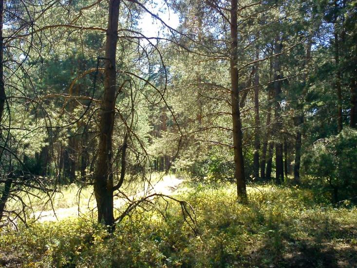 Старобільськ з panoramio.com - Старобільськ