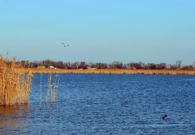 Дарівка з panoramio.com - Даровка