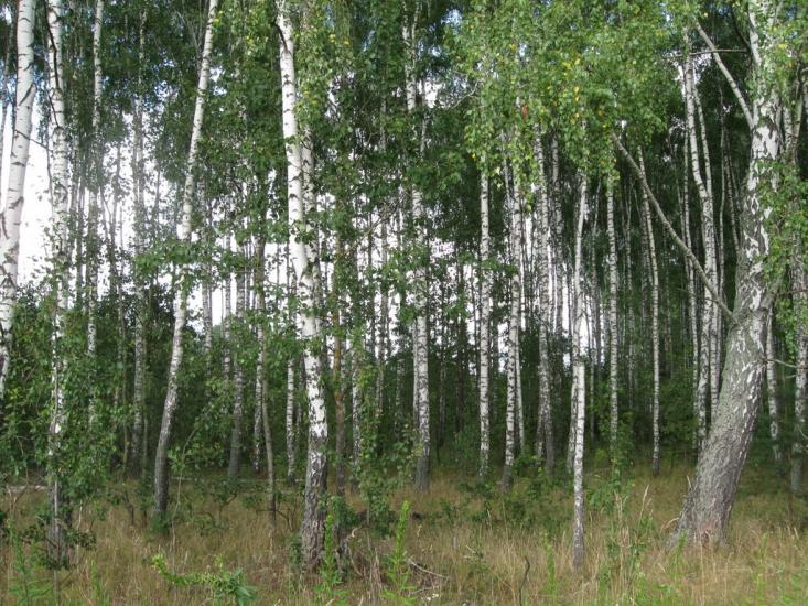Макове з panoramio.com - Маково