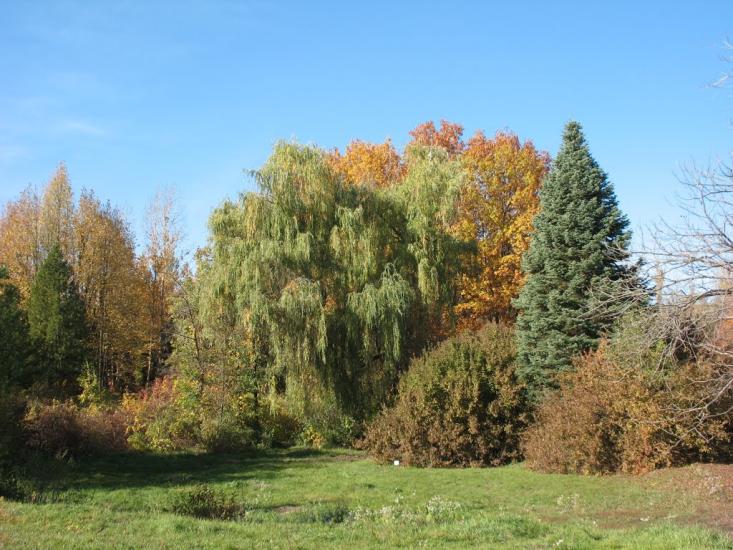 Світанок з panoramio.com - Світанок