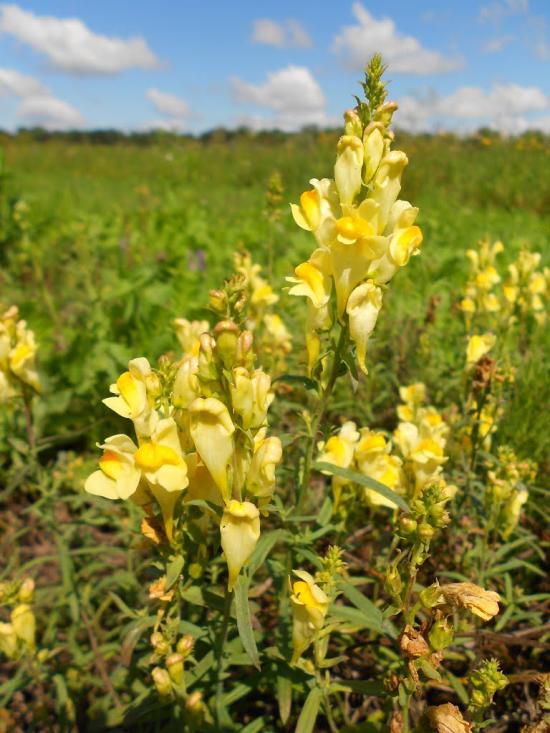 Махаринці з panoramio.com - Makharyntsi