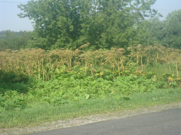 Малашівці з panoramio.com - Малашевцы