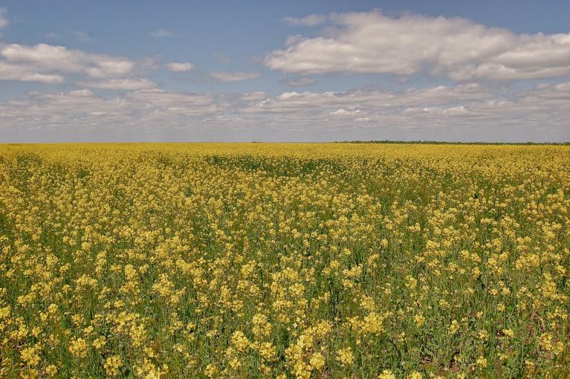 Степногірськ з panoramio.com - Степногорск