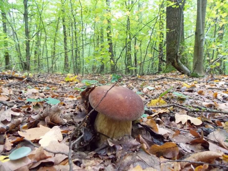 Кисляк з panoramio.com - Kyslyak