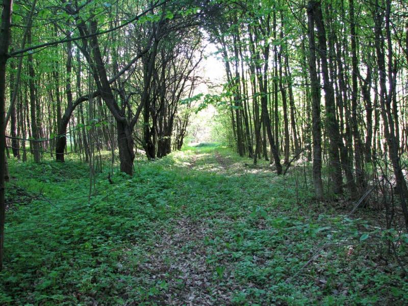 Бахматівці з panoramio.com - Bakhmativtsi
