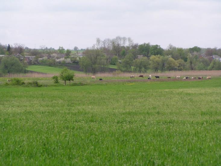 Іванівка з panoramio.com - Іванівка