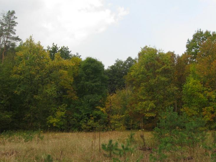 Шипилівка з panoramio.com - Shypylivka