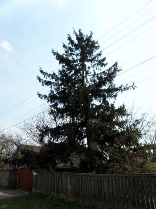 Загальці з panoramio.com - Загальцы