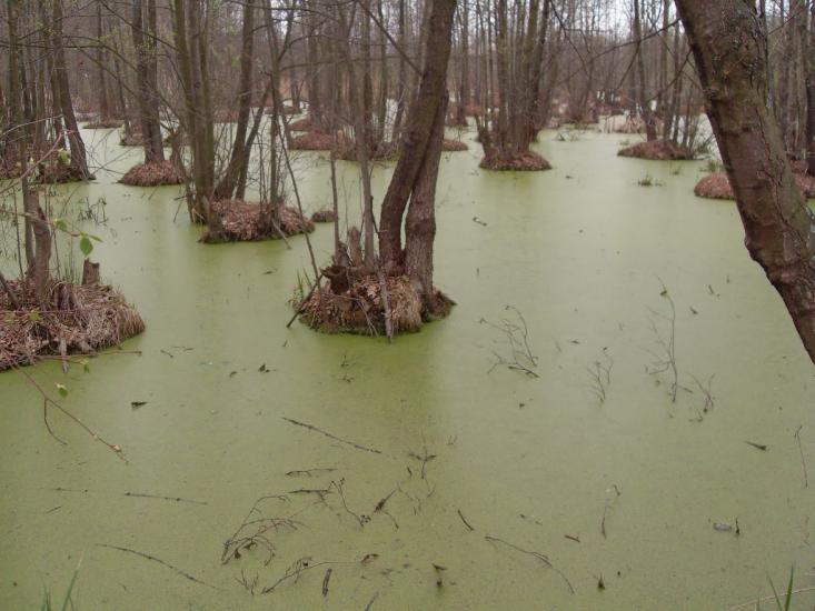 Правобережна Сокілка з panoramio.com - Pravoberezhna Sokilka