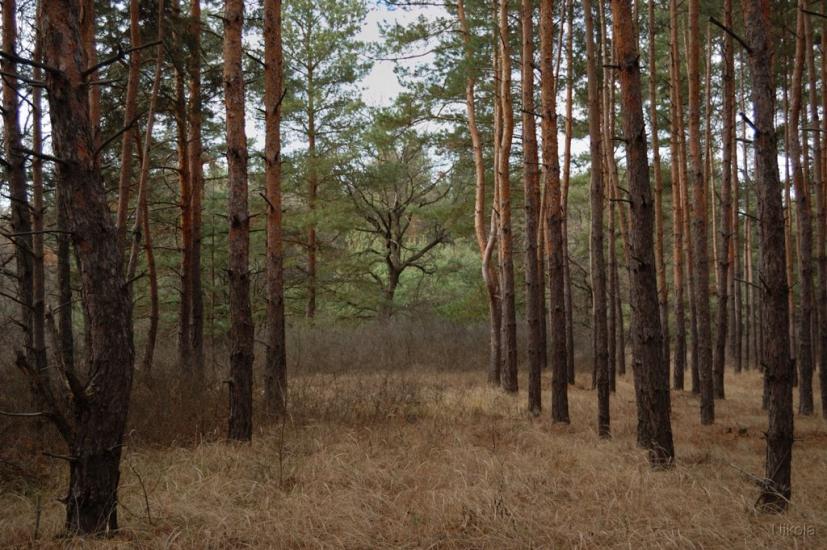 Борівське з panoramio.com - Борівське