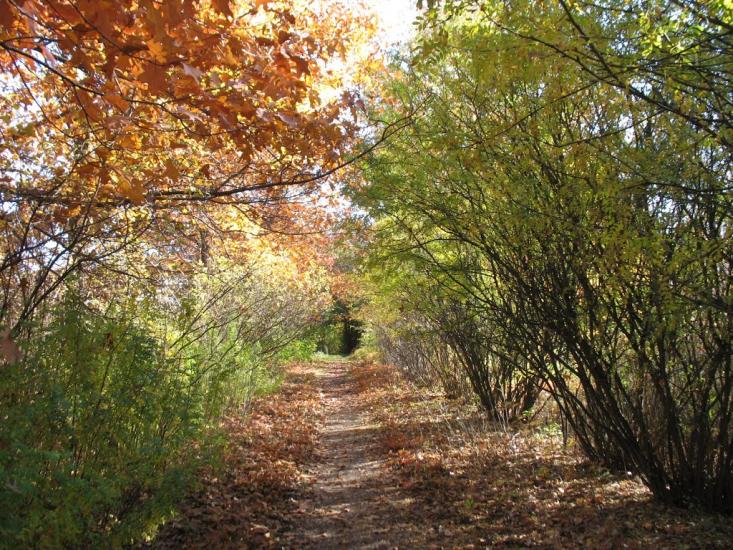 Рогань з panoramio.com - Рогань