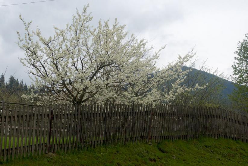 Красник з panoramio.com - Красник
