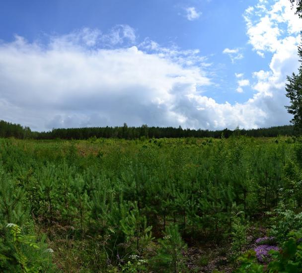 Тополівка з panoramio.com - Тополівка