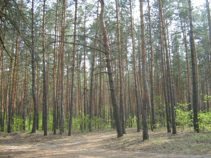 Геронимівка з panoramio.com - Geronymivka