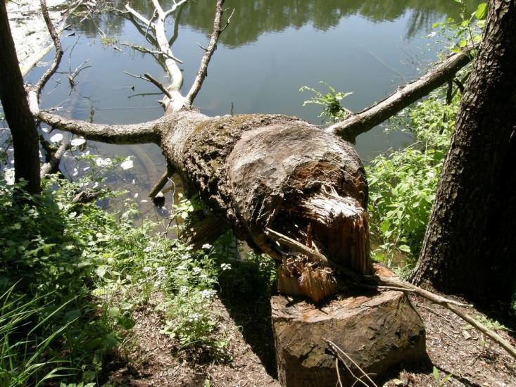 Пришиб з panoramio.com - Пришиб