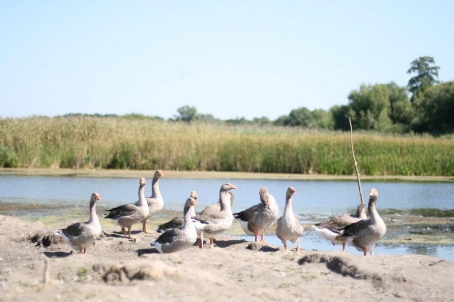 Велика Круча з panoramio.com - Велика Круча