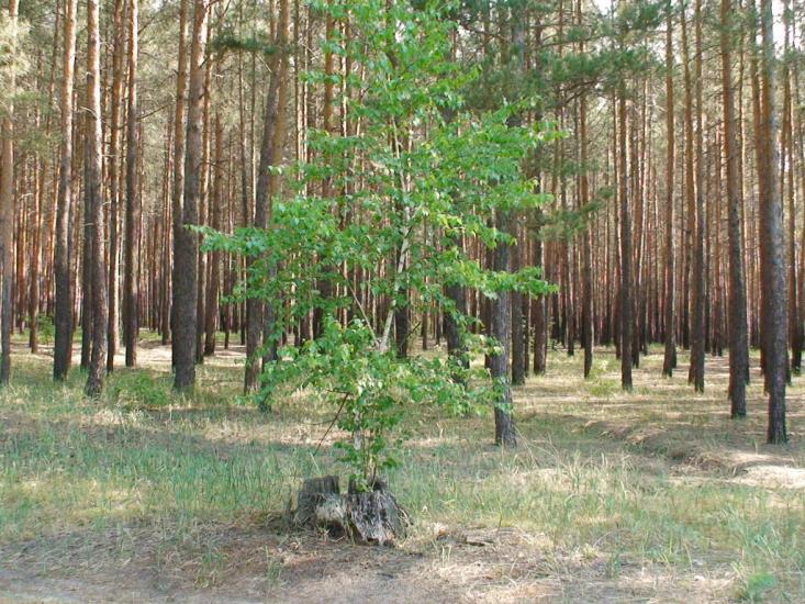 Студенок з panoramio.com - Студенок