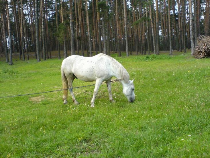 Гірки з panoramio.com - Горки