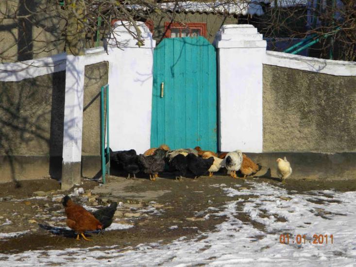 Павлівка з panoramio.com - Павловка
