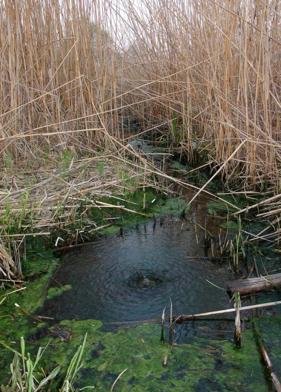 Солонці з panoramio.com - Солонцы