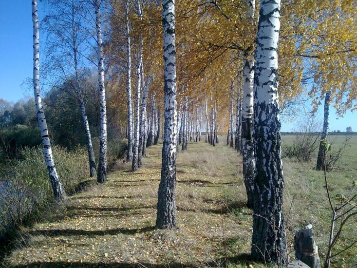 Новомутин з panoramio.com - Novomutyn