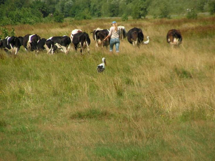 Шацьк з panoramio.com - Шацк