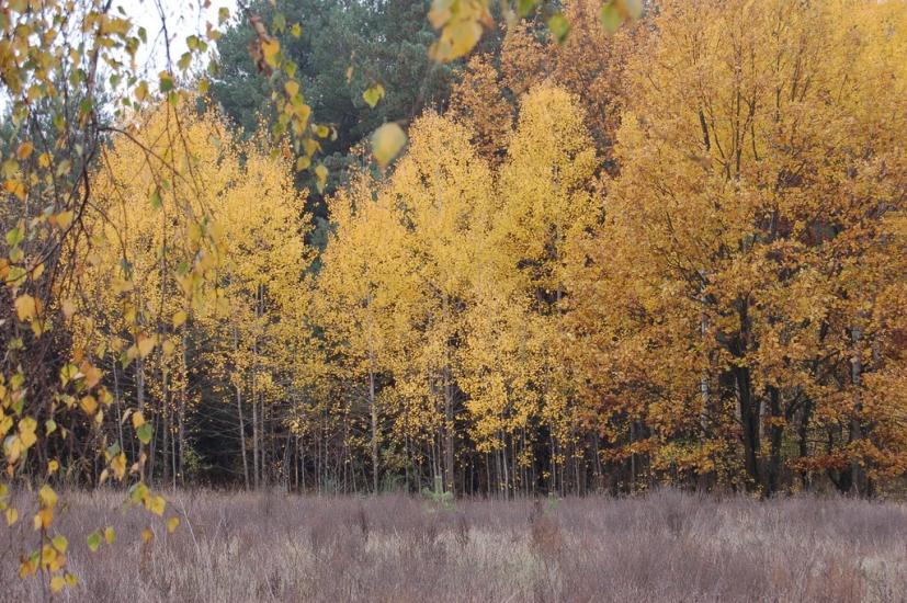 Хоцьки з panoramio.com - Хоцки