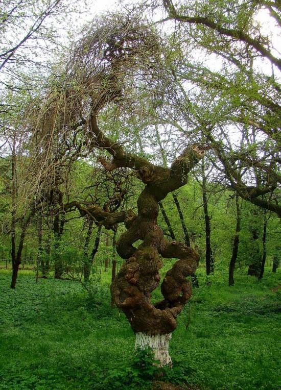 Кострижівка з panoramio.com - Кострижевка