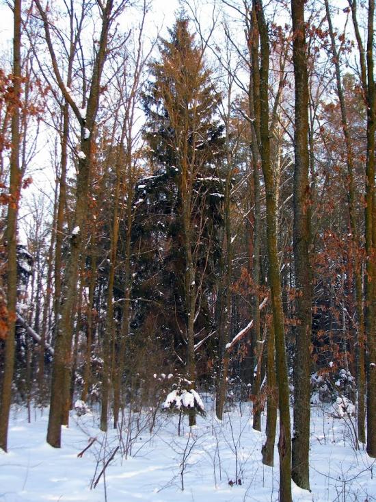 Волиця з panoramio.com - Волица