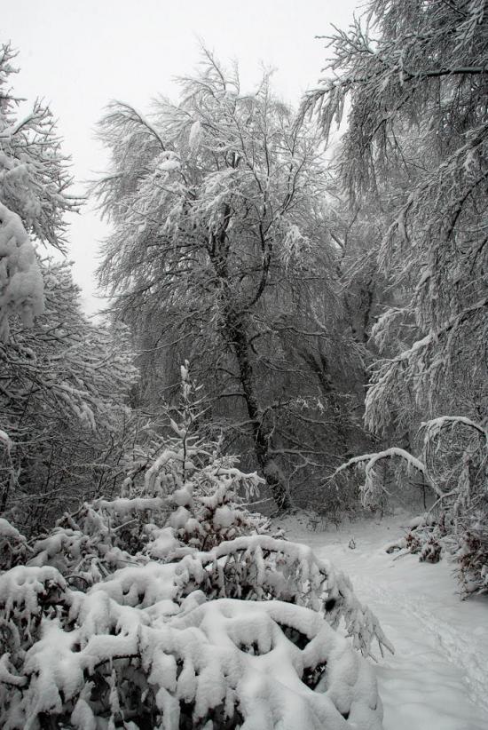 Кипарисне з panoramio.com - Kyparysne