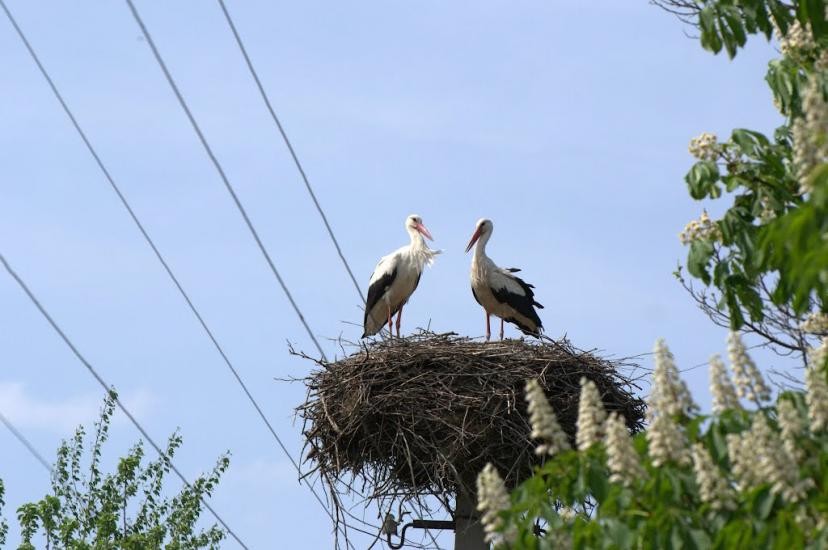 Ставище з panoramio.com - Ставище