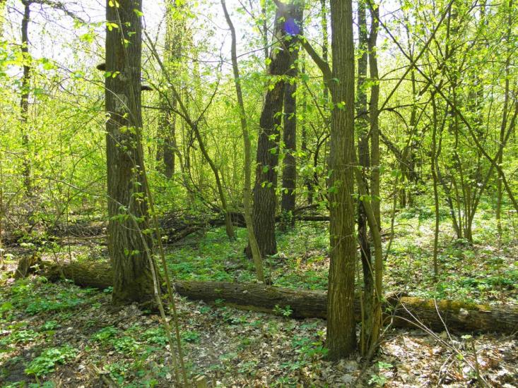 Улянівка з panoramio.com - Улянівка