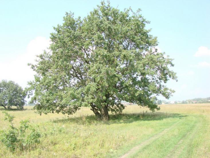 Зазим'я з panoramio.com - Зазимье