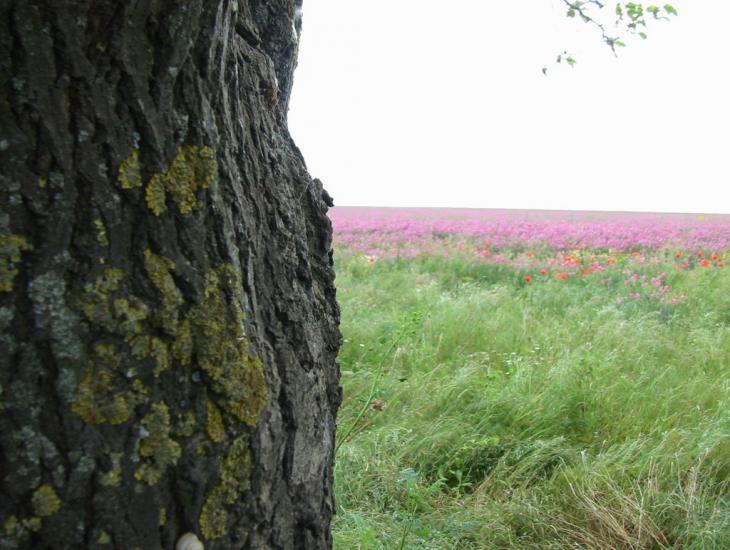 Болгарка з panoramio.com - Болгарка