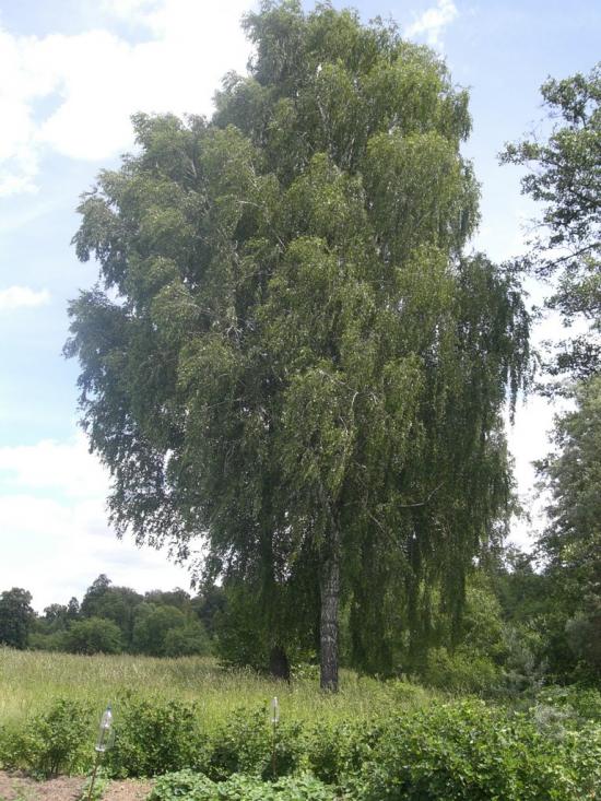 Гвоздів з panoramio.com - Гвоздов