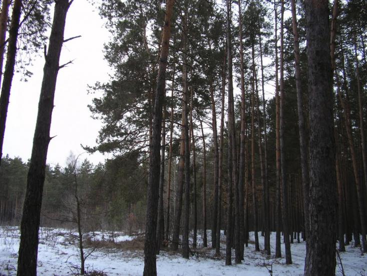 Курне з panoramio.com - Курне